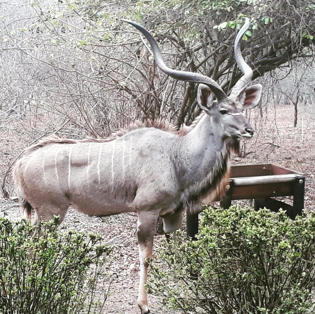 Homebase Kruger Marloth Park Exterior photo